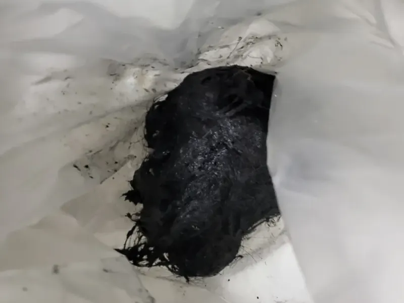 태안 배수구에서 빼낸 검은 머리카락 뭉치